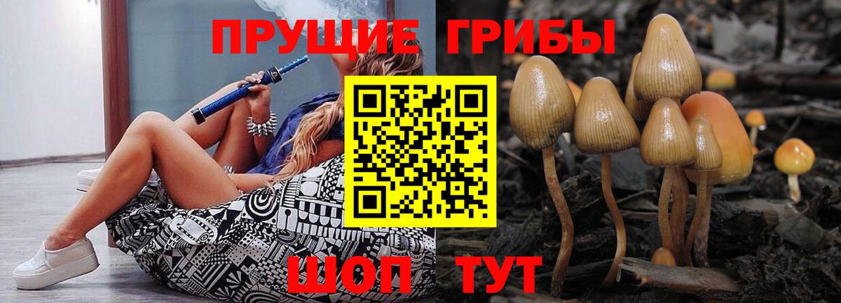 Кингисепп  дарнет шоп  Вход с VPN  Псилоцибиновые грибы Psilocybe 