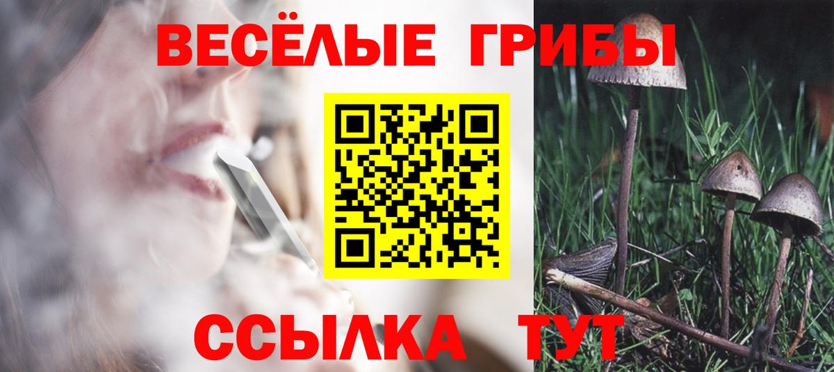 Псилоцибиновые грибы Psilocybine cubensis Кингисепп